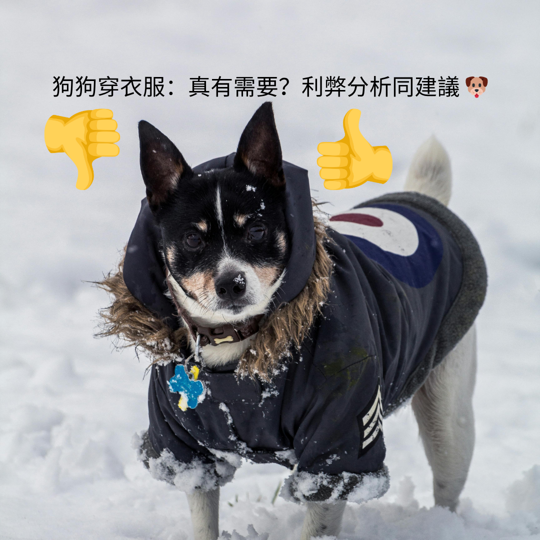 狗狗穿衣服:真有需要?利弊分析同建議 🐶
