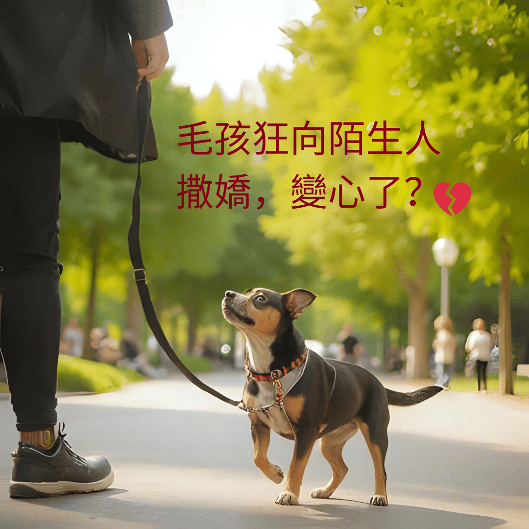 狗狗狂對陌生人撒嬌「比對你還熱情」是想變心了？