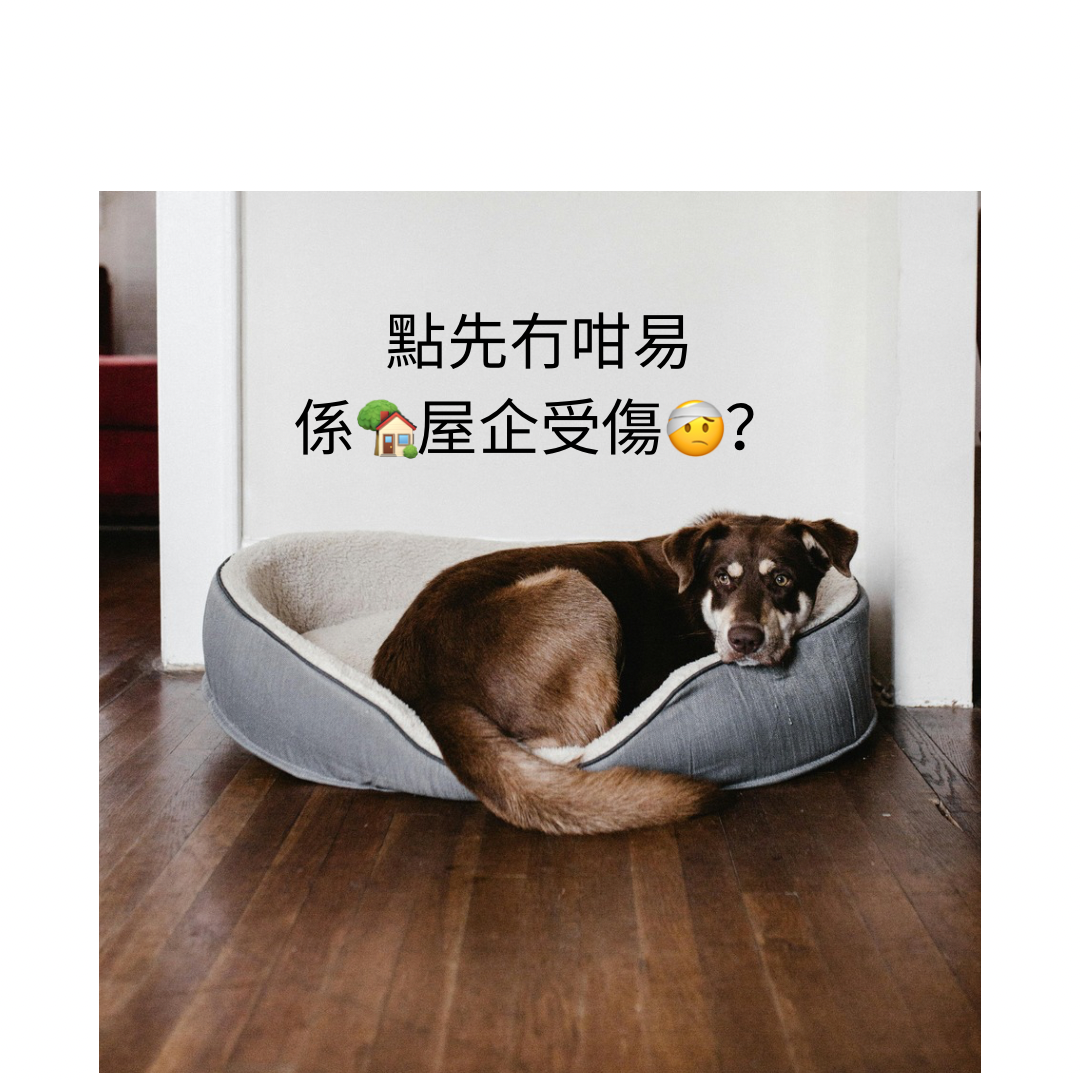 如何避免寵物狗狗在家受傷？
